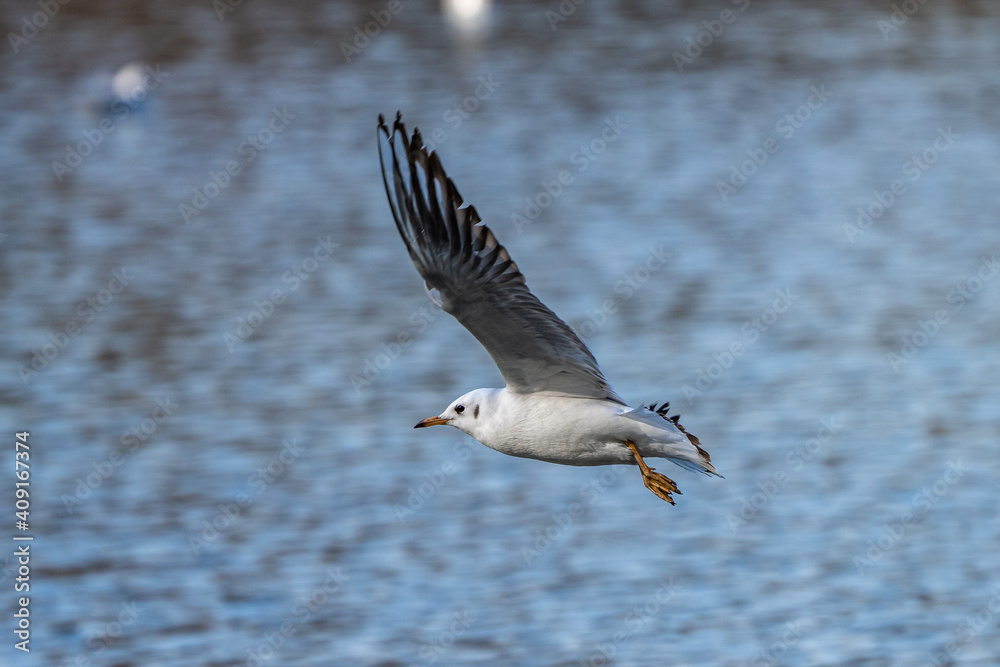 The European Herring Gull, Larus argentatus is a large gull The European Herring Gull, Larus argentatus is a large gull