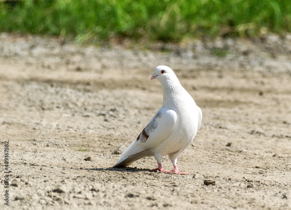 A white dove sits on the ground on a summer sunny day. close-up. The dove gracefully arched its neck. Beautiful white bird in the wild. Beauty is next to us, let's save it! A white dove sits on the ground on a summer sunny day. close-up. The dove gracefully arched its neck. Beautiful white bird in the wild. Beauty is next to us, let's save it!
