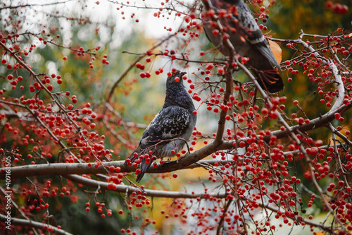 Doves perched on branches with red berries, autumn landscape