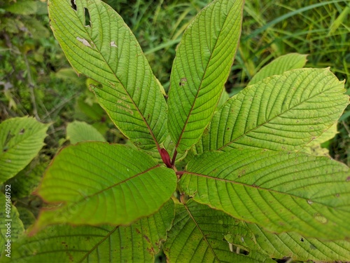 Kratom plant (Mitragyna speciosa) grows wild in tropical Borneo photo