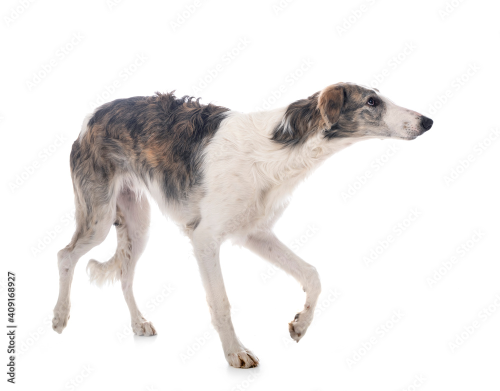 borzoi in studio