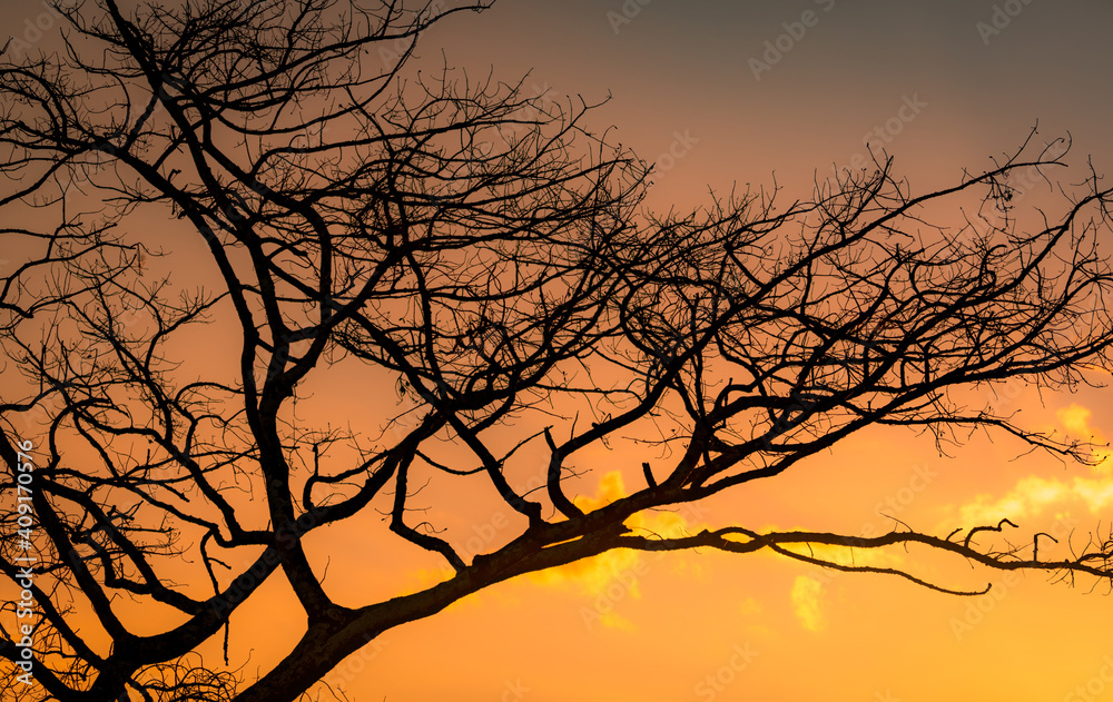 Silhouette leafless tree and sunset sky. Dead tree on golden sunset sky background. Peaceful and tranquil scene. Beautiful branches pattern. Beauty in nature. Drought land in summer. Evening sky. Silhouette leafless tree and sunset sky. Dead tree on golden sunset sky background. Peaceful and tranquil scene. Beautiful branches pattern. Beauty in nature. Drought land in summer. Evening sky.