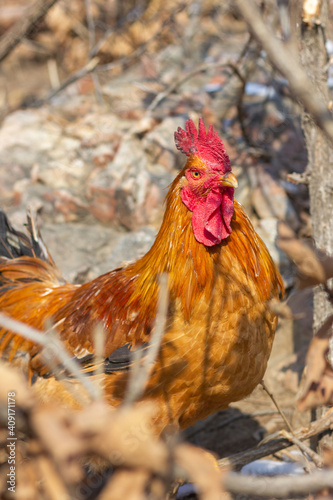 Closeup of a rooster on a winter hillside