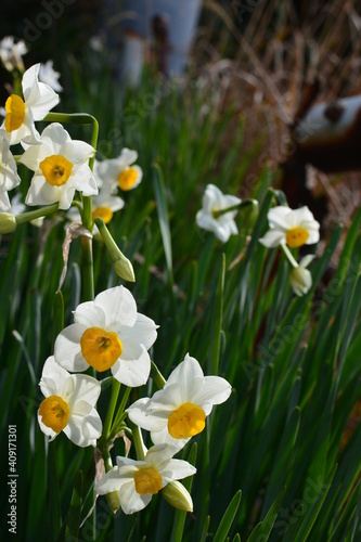 春を告げるスイセンの花 © 松本 たか子