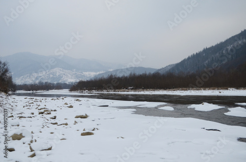 mountain river in wintertime. carpathian landscape with spruce forest and snow covered shore ukraine