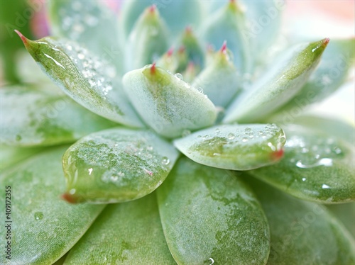 succulent plants Echeveria water drops ,Ghost-plant, cactus desert plants with blurred background ,macro image ,soft focus ,sweet color for card design © Suganya