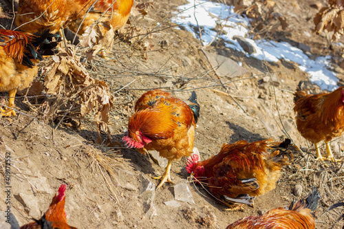 red rooster in the grass