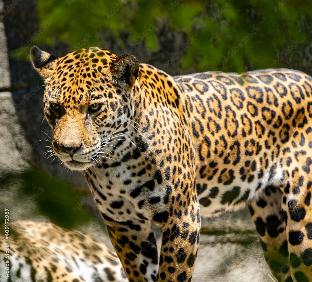 leopard in zoo