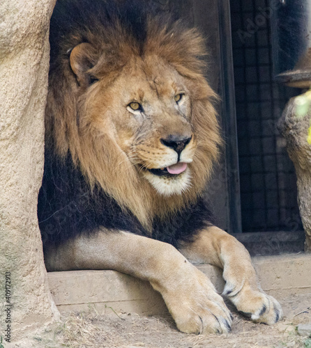 portrait of a lion