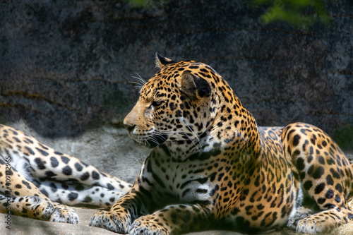 leopard in the zoo © mark
