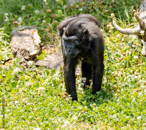 ape