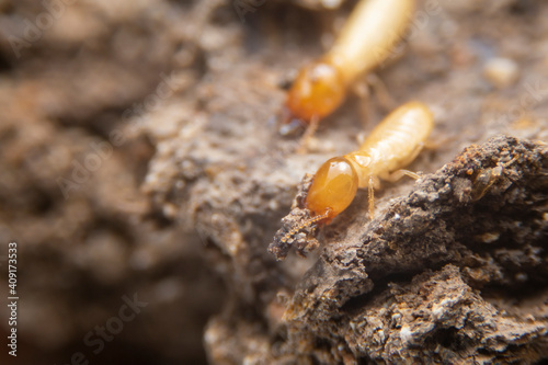 Termites are digging in the ground to build their nests. White ants walking on the ground.