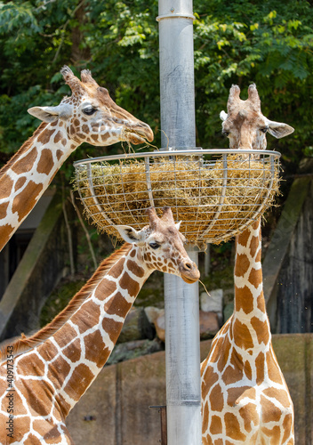 Photography giraffe in zoo