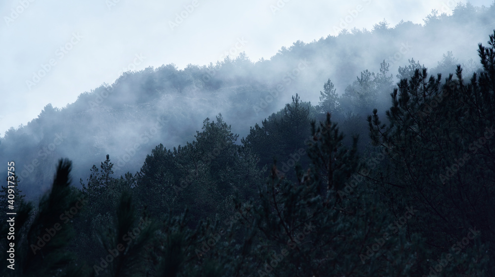 Photograph of fog breaking through forest trees in the Sierra Nevada mountains, Granada.