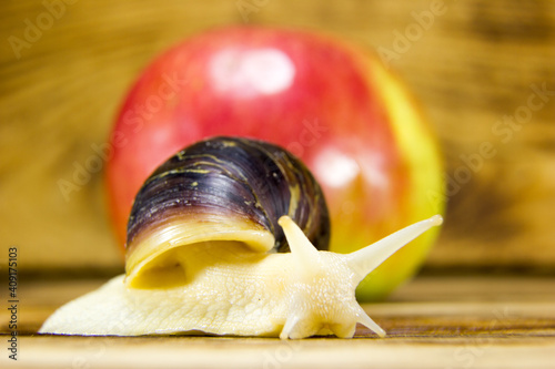 A large snail eats an apple photo