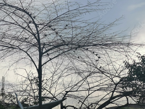 Birds