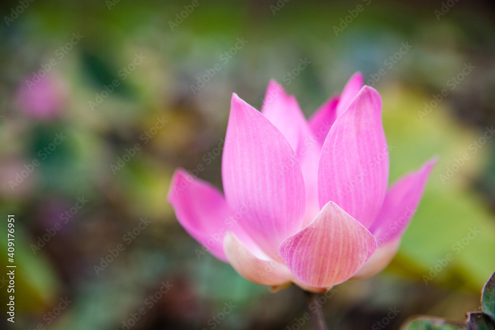 Bud blooming Lotus close-up.