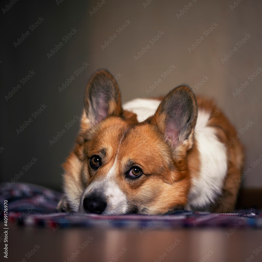 cute dog corgi lies on the floor and looks sadly waiting for the arrival of the owner