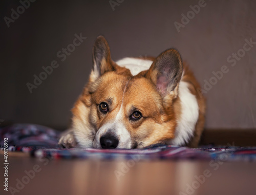 cute the corgi dog lies on the mat on the floor and looks sadly waiting for t...