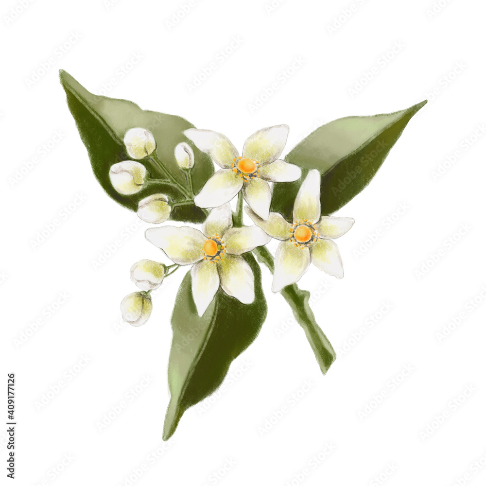 Fototapeta premium Beautiful citrus floral blooms on a branch. Botanical illustration of mandarin, clementine, orange, tangerine blooms with green leaves on a branch isolated on white background.