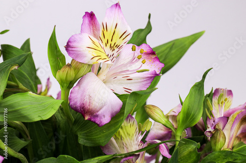 Close up Blooming Pink Alstroemeria Flower  Peruvian lily or lily of the Incas