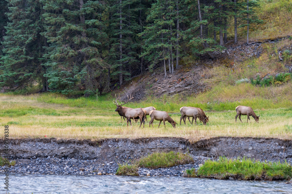 A herd of wild elk foraging and rest in prairie by the Bow river riverside at forest edge in autumn foliage season. Banff National Park, Canadian Rockies. Alberta, Canada. A herd of wild elk foraging and rest in prairie by the Bow river riverside at forest edge in autumn foliage season. Banff National Park, Canadian Rockies. Alberta, Canada.