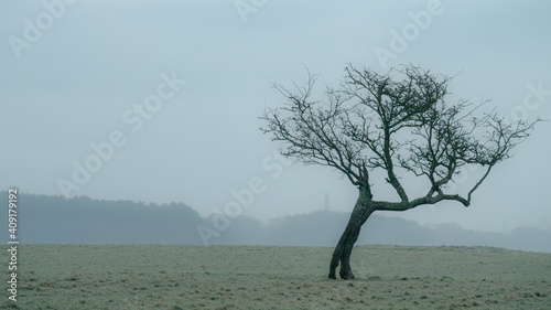 tree in the field