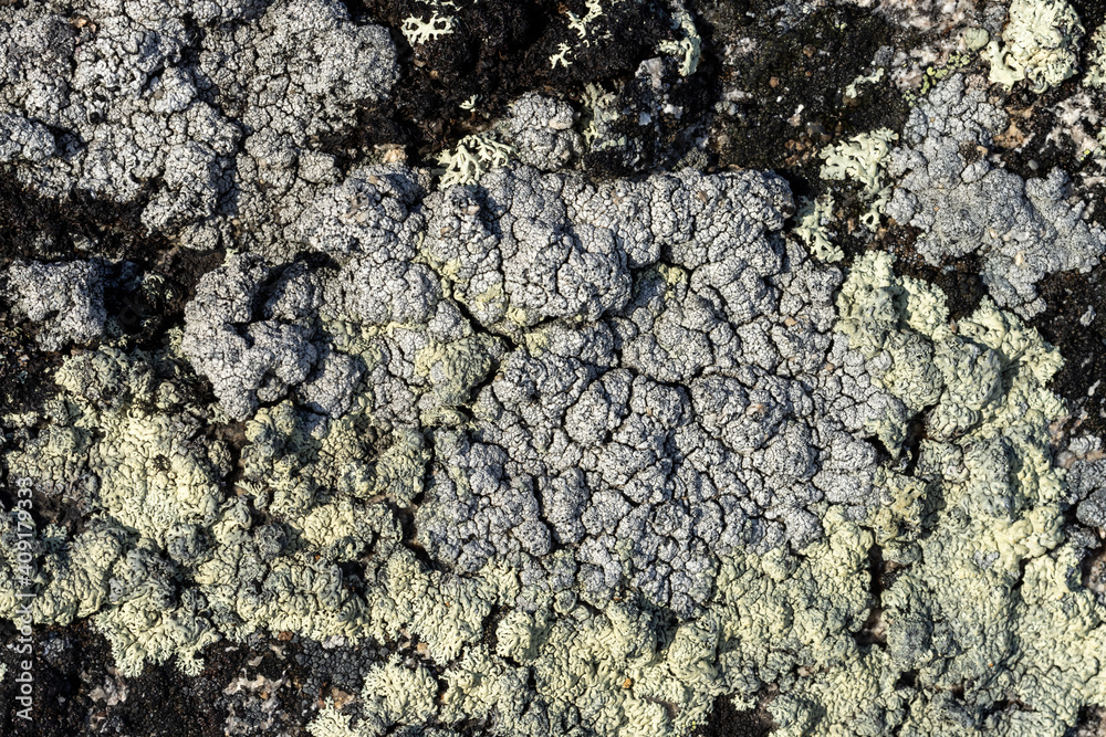 Natural texture of a stone covered with lichen. Lichen patterns on a rock surface. Natural background. Closeup top view. The nature of the Arctic. Polar region. Natural texture of a stone covered with lichen. Lichen patterns on a rock surface. Natural background. Closeup top view. The nature of the Arctic. Polar region.