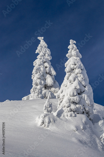 Spruce trees covered in snow 
