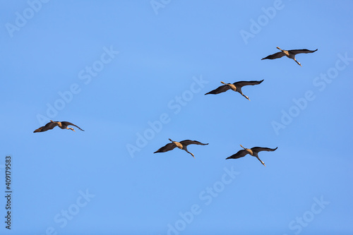 Cranes flying in V formation on a blue sky