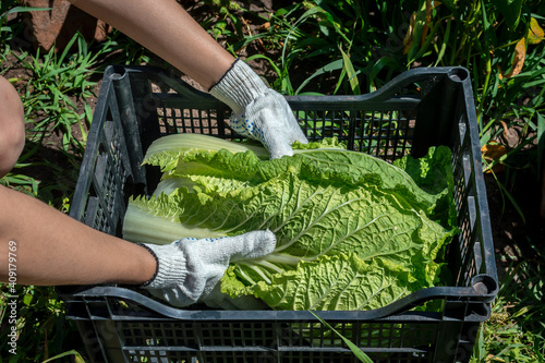 Young woman puts fresh chinese cabbage or napa cabbage in plastic container. In the frame, the hands of a woman farmer in gloves. Vegetable harvest time