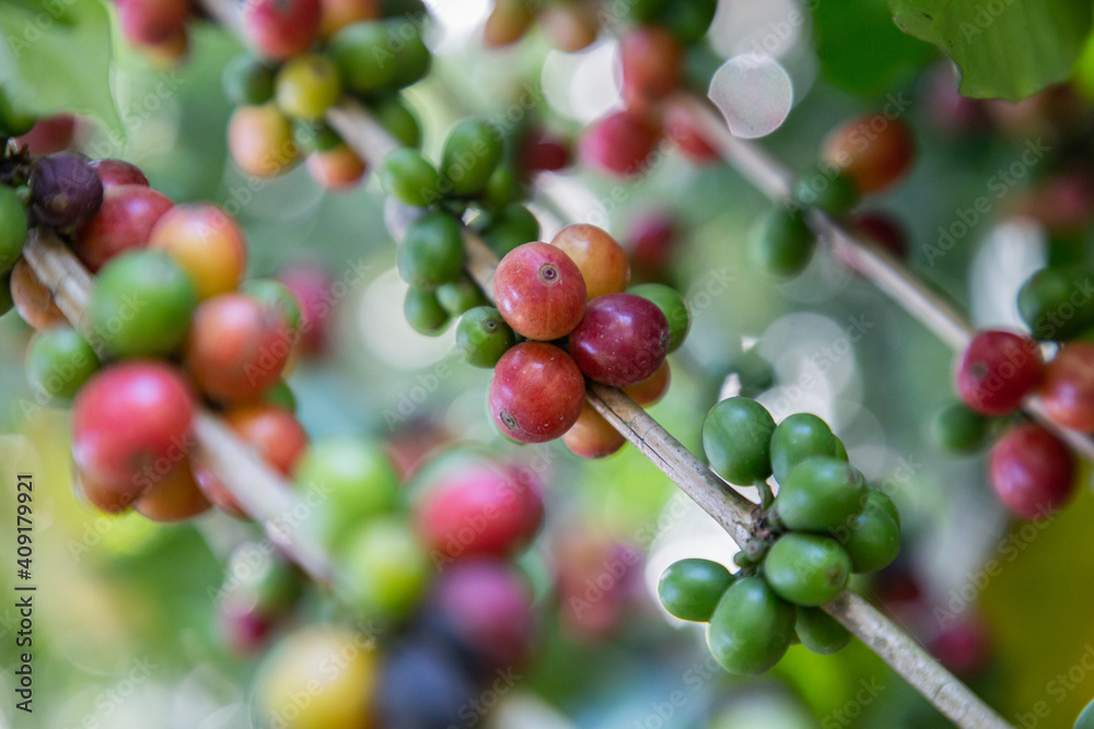Coffee beans on the branch of coffee plant before harvesting Coffee beans on the branch of coffee plant before harvesting
