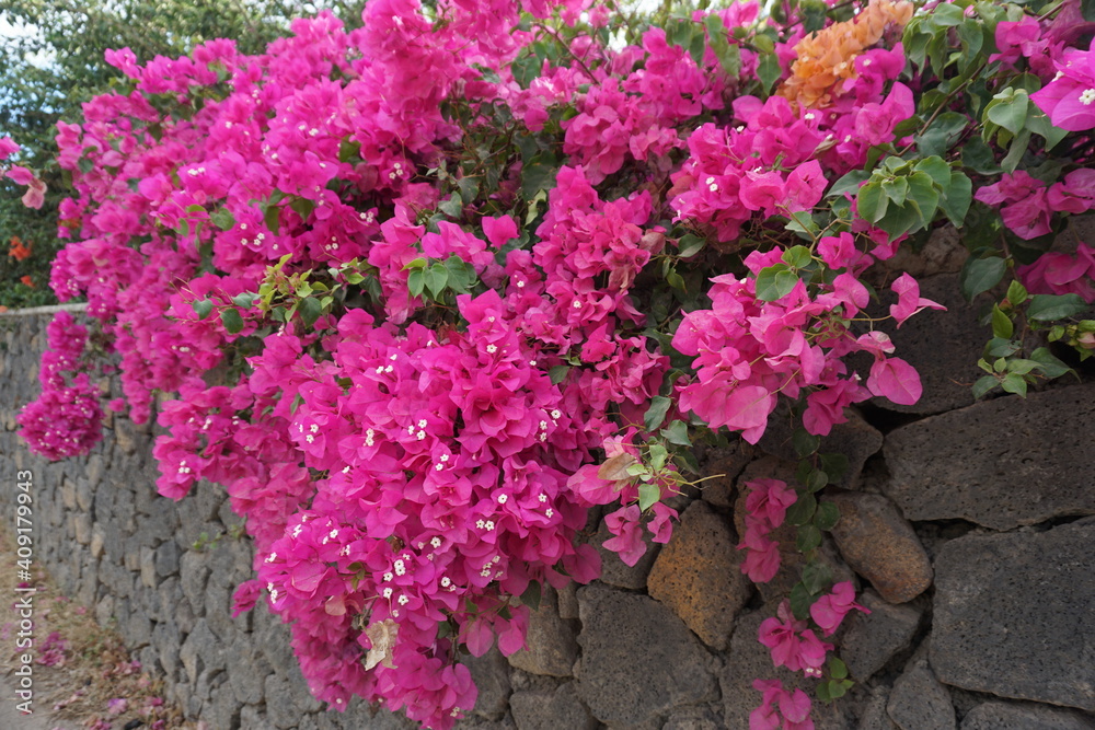 pink bougainvillea in full bloom above the grey lava wall on the tropical island of La Réunion, France