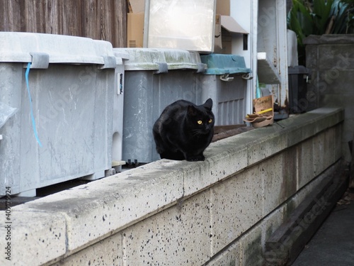 塀の上に座っている黒猫 © poteco