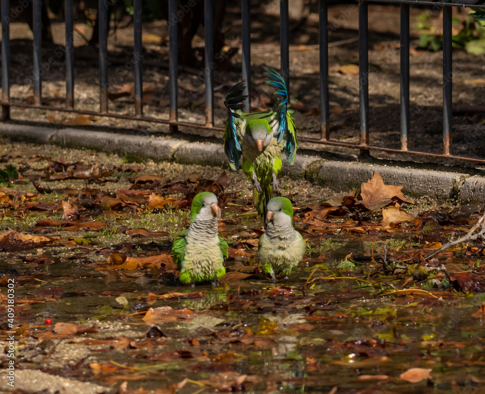 Obraz premium peacock in the park
