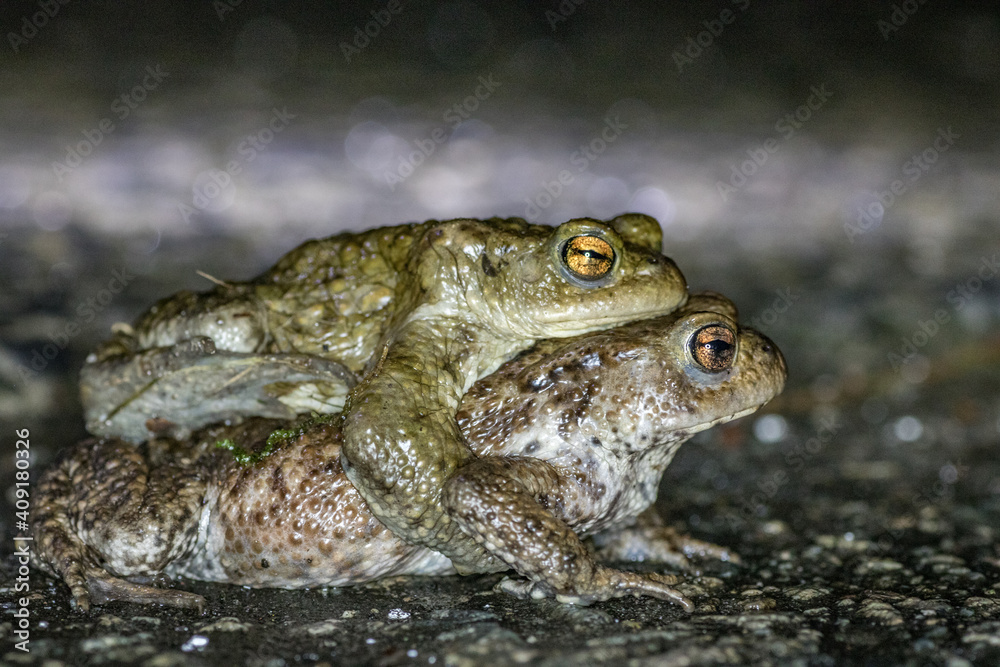 Obraz premium Common toad during migration