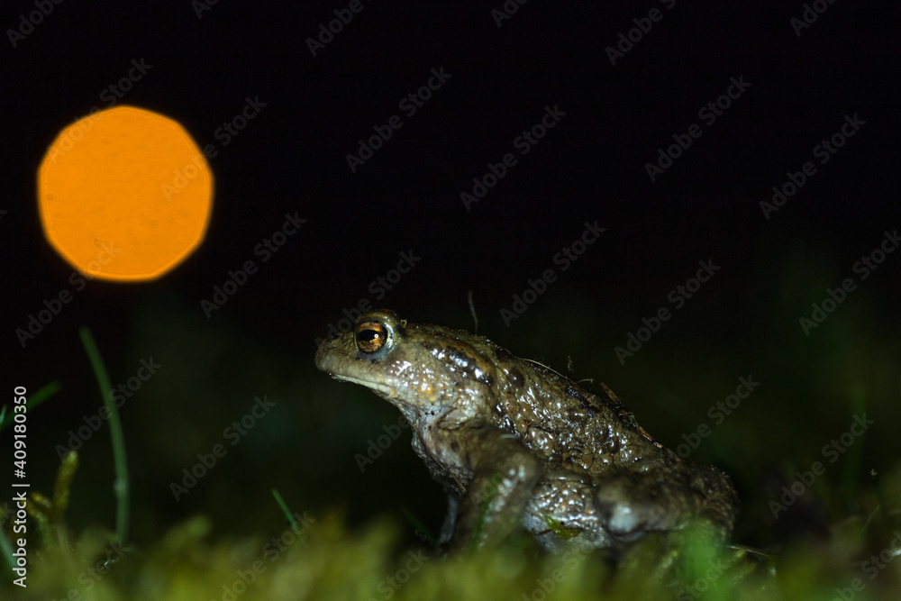Fototapeta premium Common toad during migration