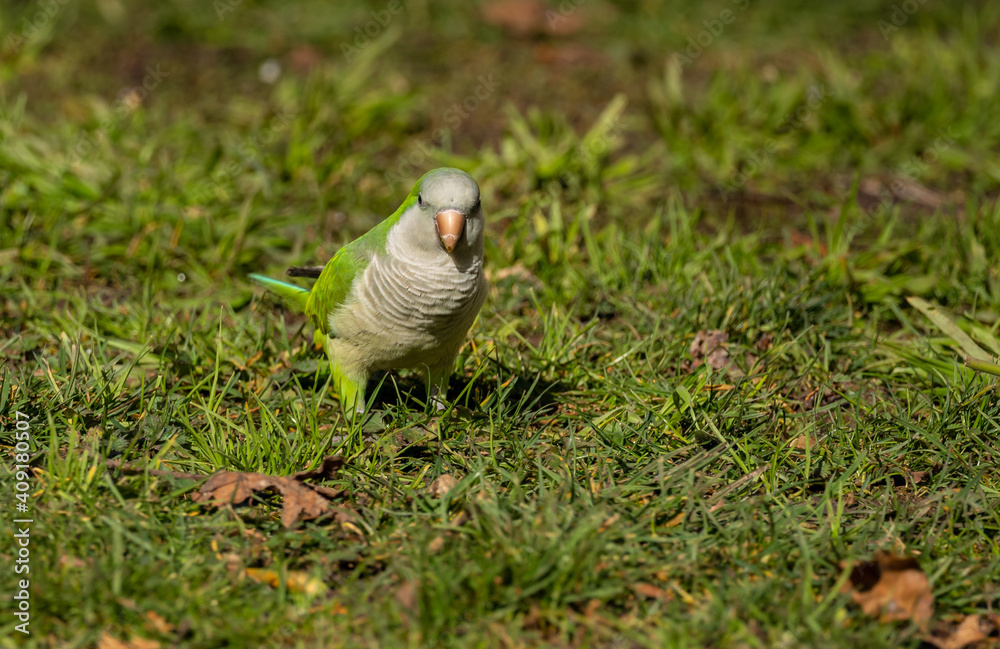 Obraz premium bird in the grass