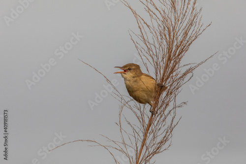 Clamorous reed warbler (Acrocephalus stentoreus) at marsh of Baruipur, West Bengal, India photo