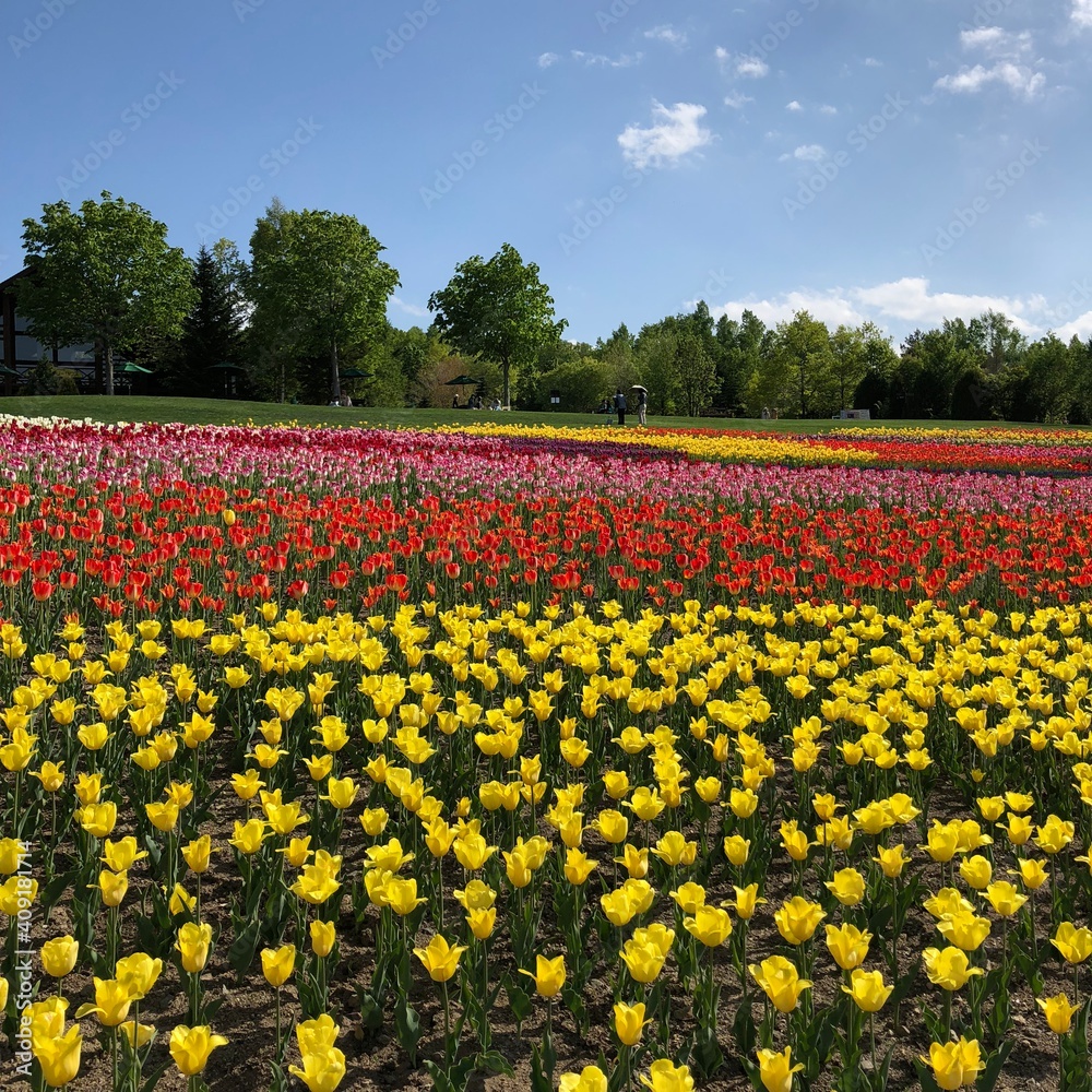 Fototapeta premium field of tulips