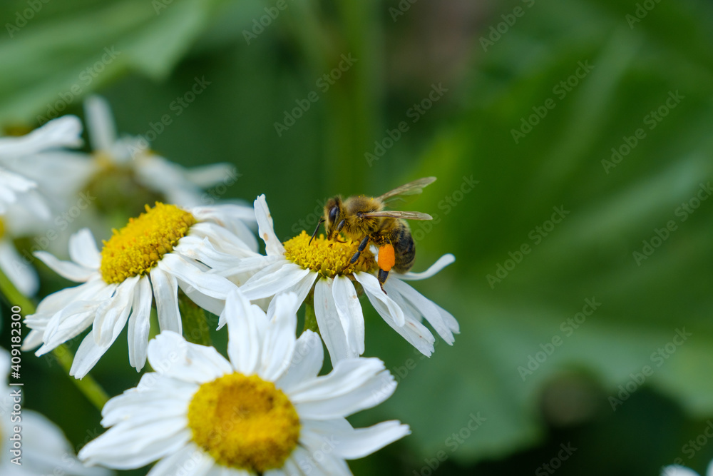 Fleißige Biene mit befüllten Pollentaschen sammelt Pollen für Honig an weißen Wildblumen in einer grünen Wiese Fleißige Biene mit befüllten Pollentaschen sammelt Pollen für Honig an weißen Wildblumen in einer grünen Wiese