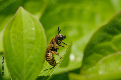 Eine kleine Wildbiene sitzt auf einem grünen Blatt © Guntar Feldmann