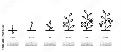 stages of plant growth from seeds to berries