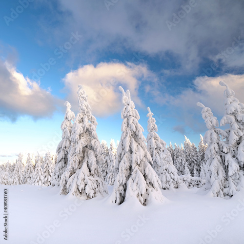 tief verschneiter Winterwald mit Sonnenschein