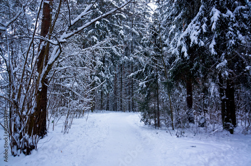 winter forest with snow 