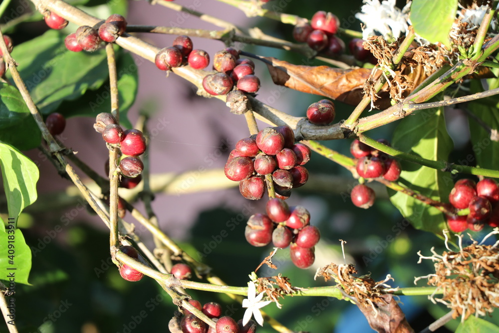 Robusta coffee cherry which is ripen and ready to harvest on coffee plantation Robusta coffee cherry which is ripen and ready to harvest on coffee plantation