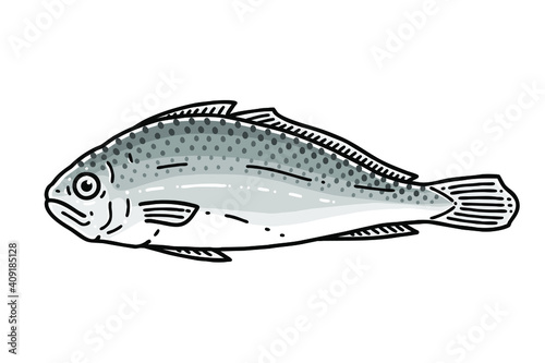 Dried yellow corvina(corbina) or yellow croaker. Vector line art illustration.