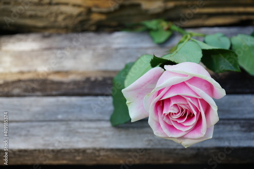 pink rose on wooden background