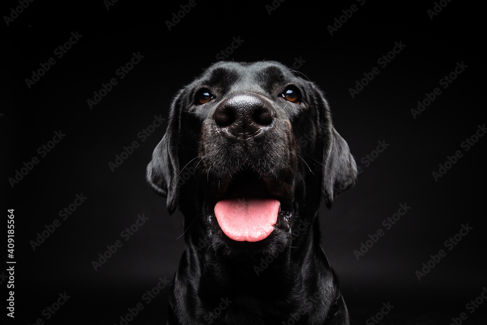Portrait of a Labrador Retriever dog on an isolated black background. Portrait of a Labrador Retriever dog on an isolated black background.