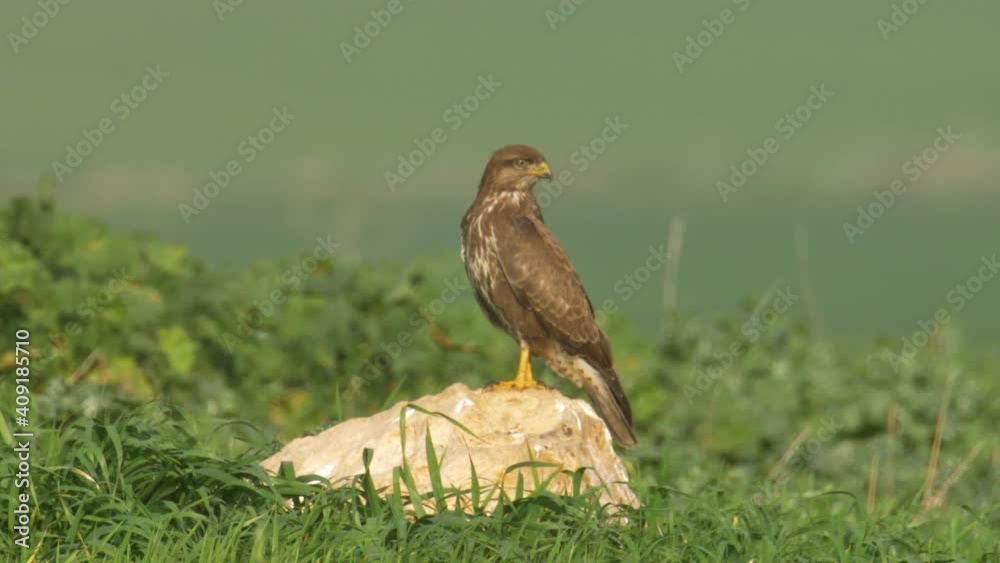Common buzzard hunting vole, Judea Plains, Israel
Medium shot of Common buzzard hunting vole, Judea Plains, Israel
Common buzzard hunting vole, Judea Plains, Israel
Medium shot of Common buzzard hunting vole, Judea Plains, Israel
